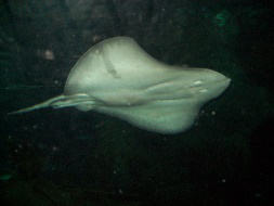 Napier Aquarium